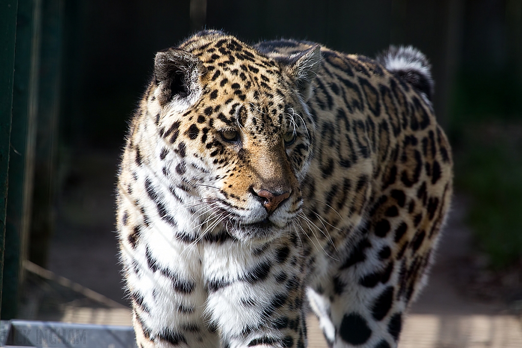 Jaguar