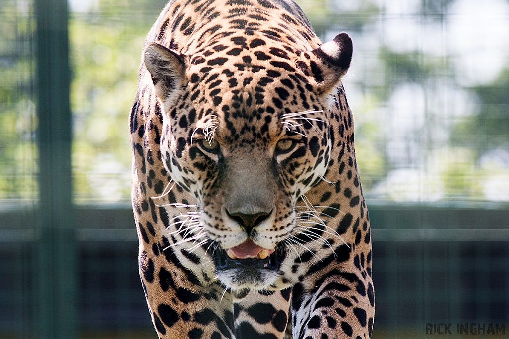 Jaguar