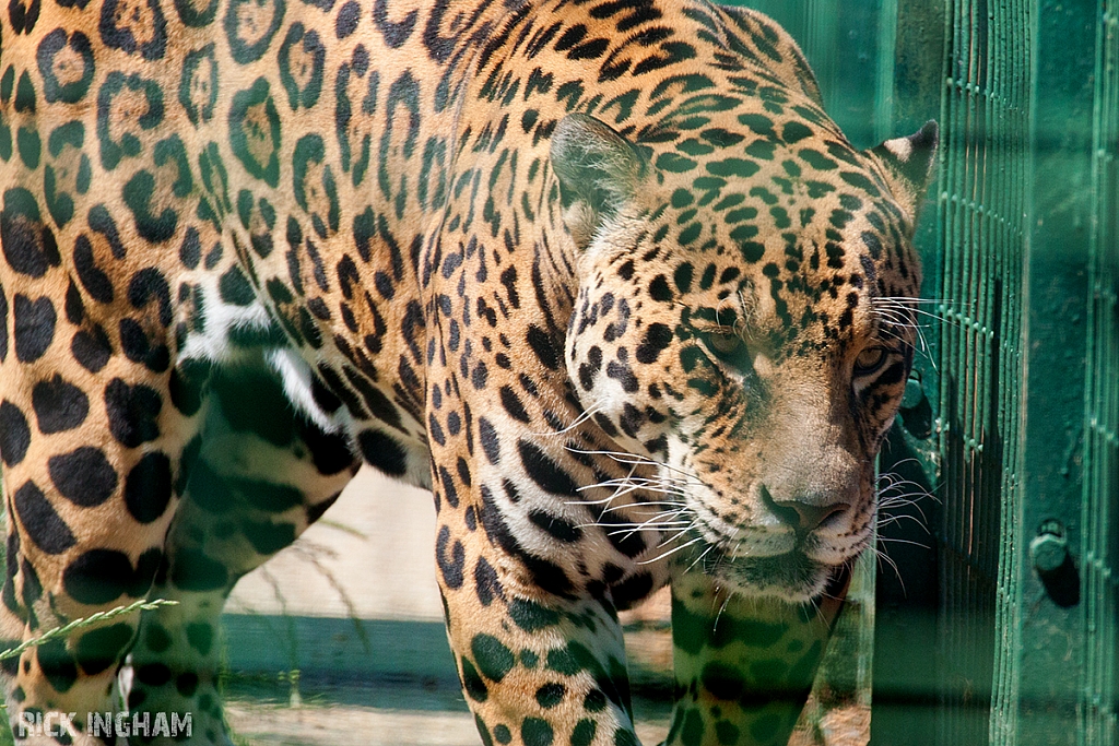 Jaguar