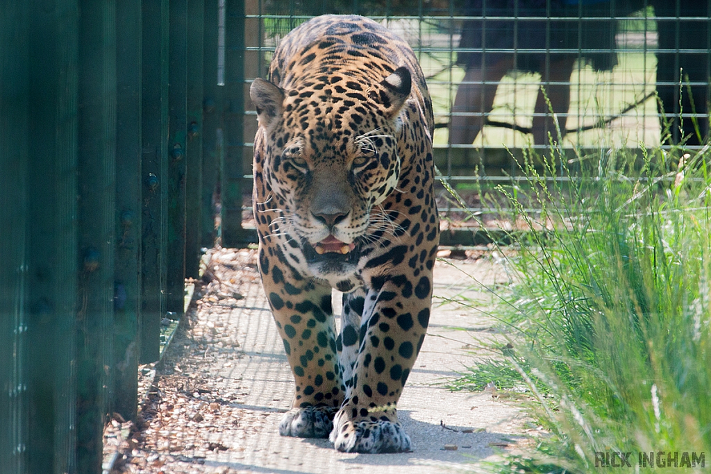 Jaguar