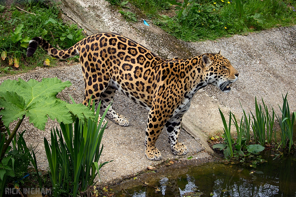 Jaguar