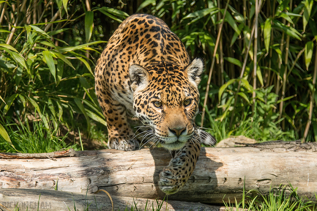 Jaguar