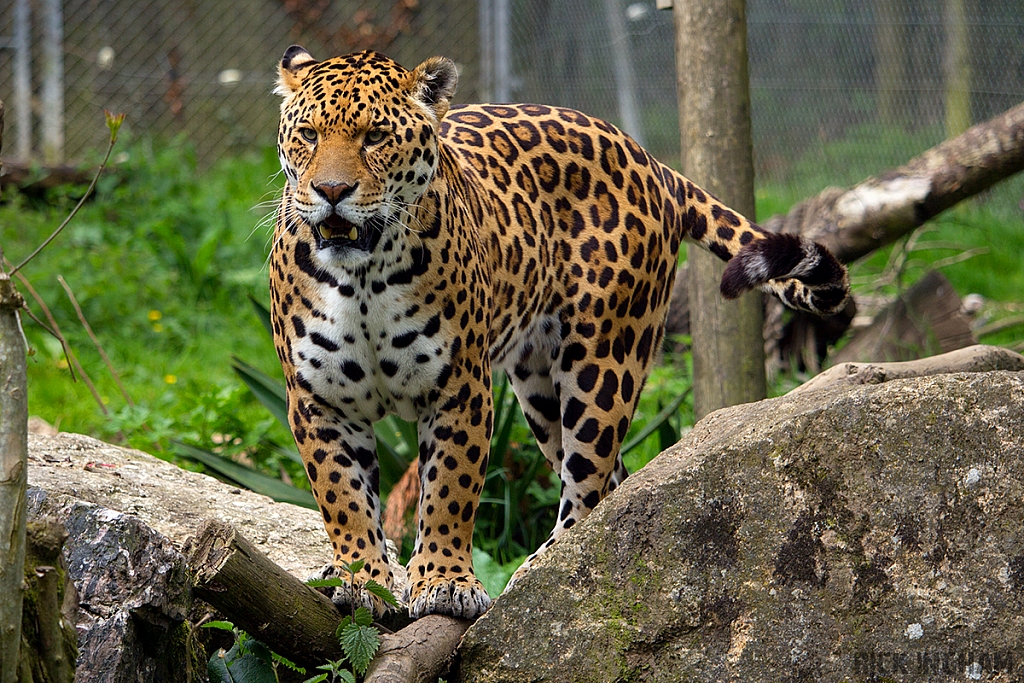 Jaguar