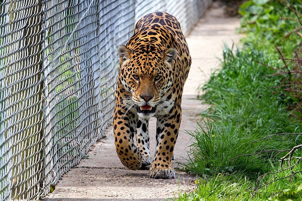 Jaguar