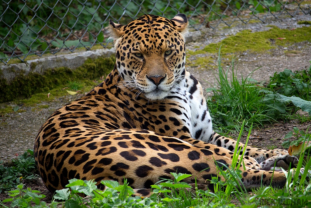 Jaguar