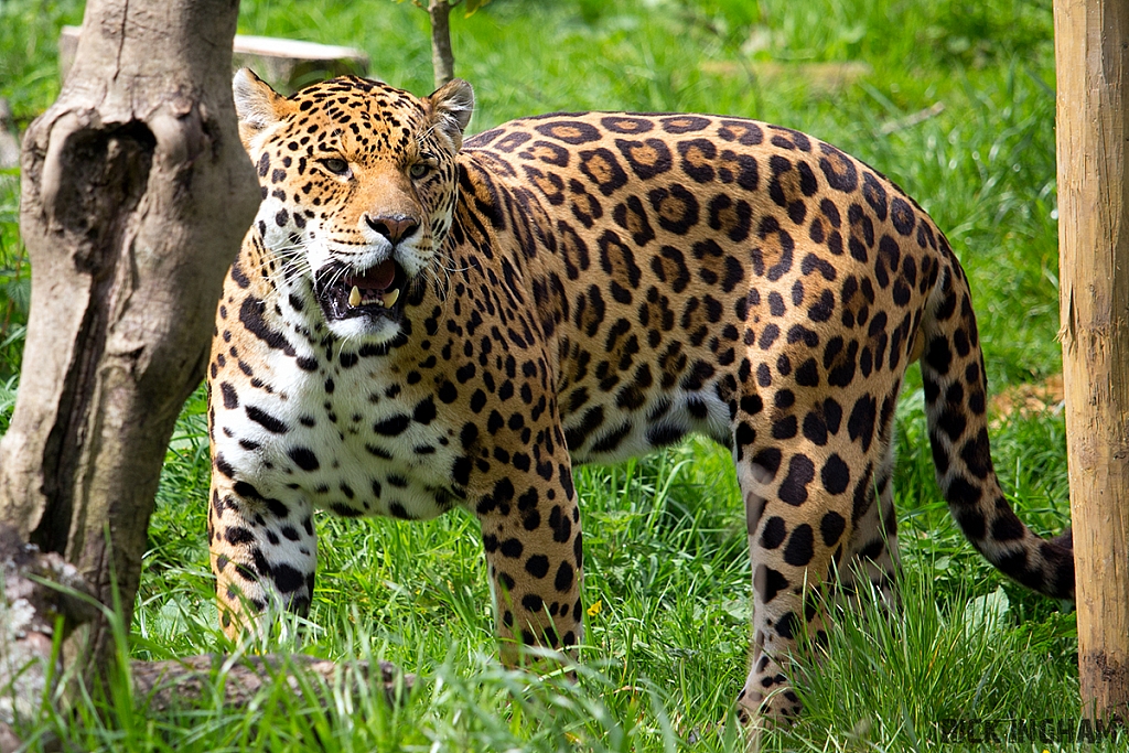 Jaguar