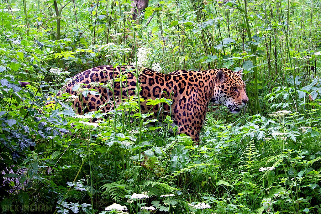 Jaguar