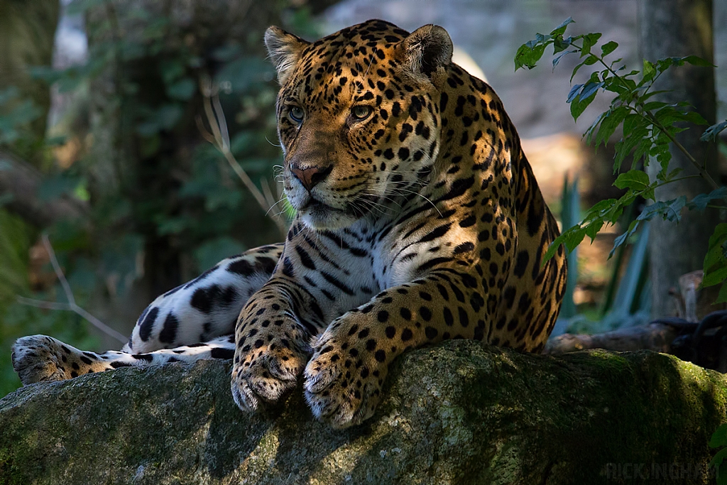 Jaguar