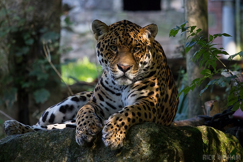 Jaguar