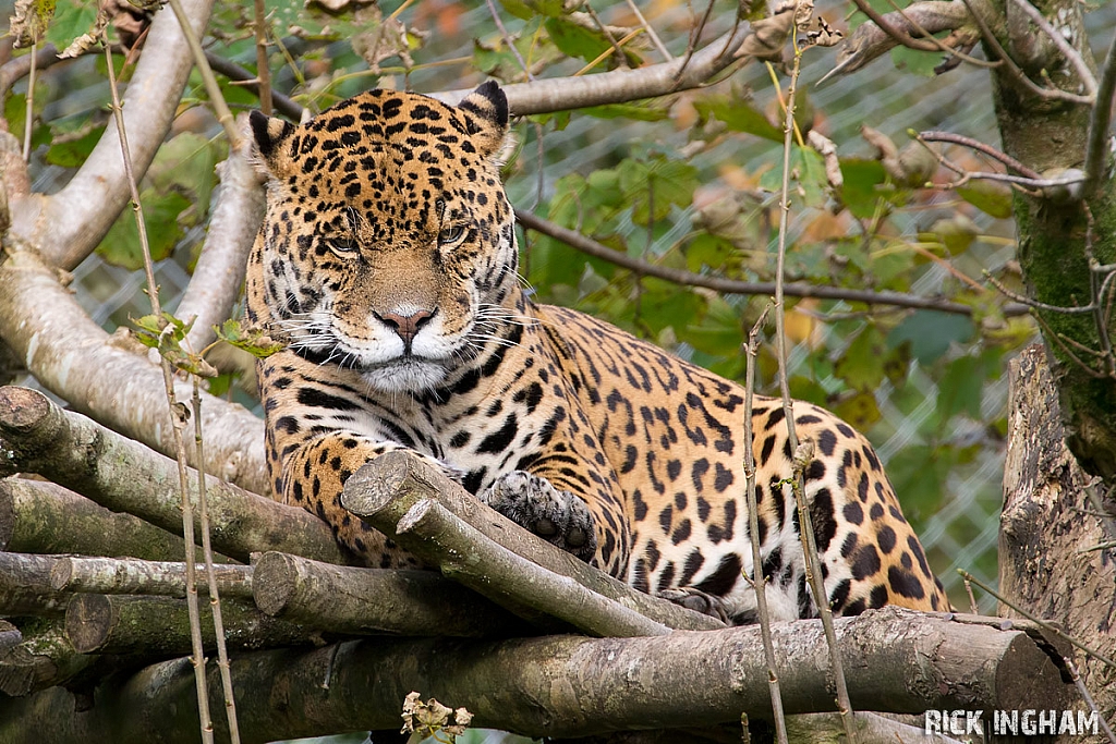 Jaguar