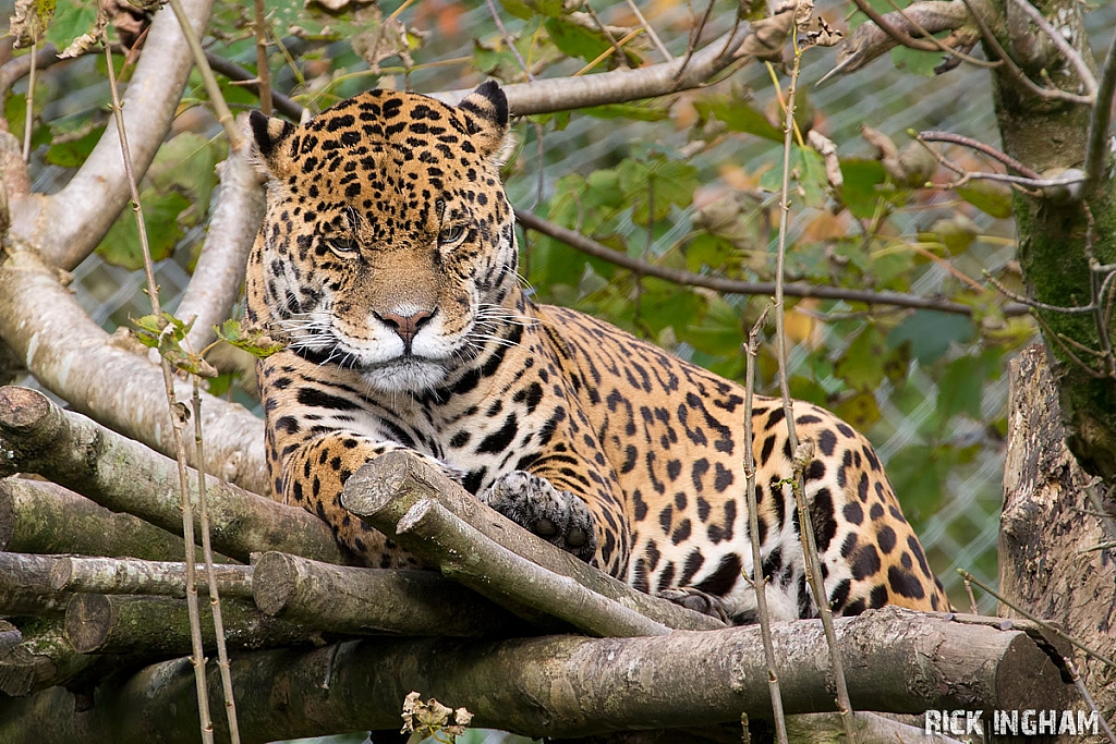 Jaguar