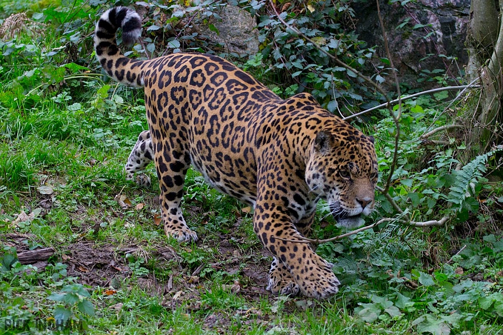 Jaguar