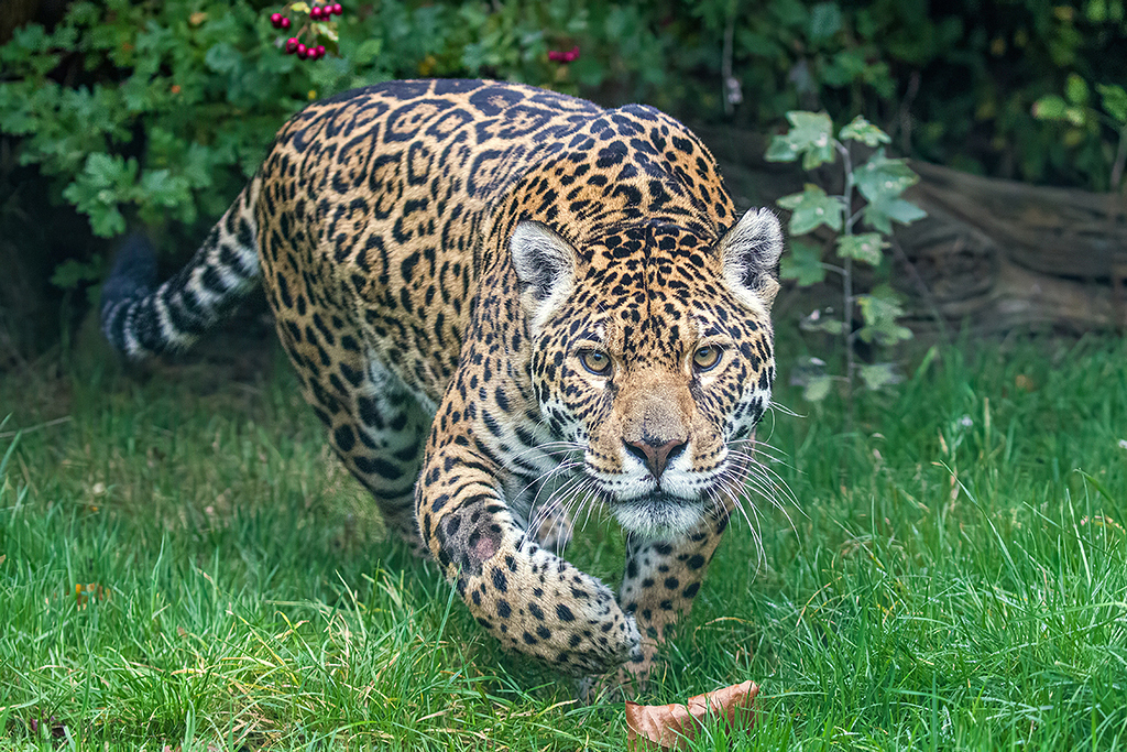 Jaguar