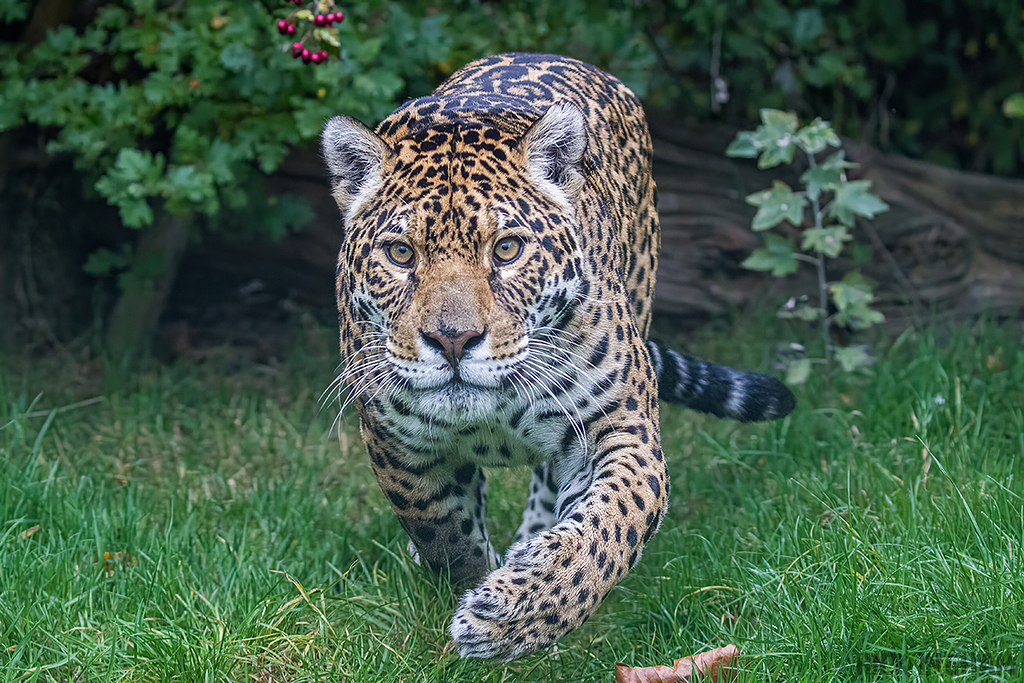 Jaguar