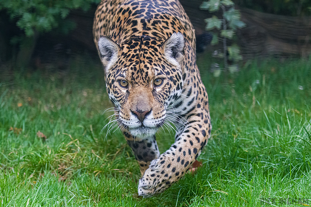 Jaguar