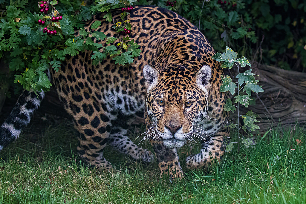 Jaguar