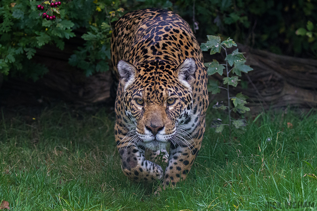 Jaguar