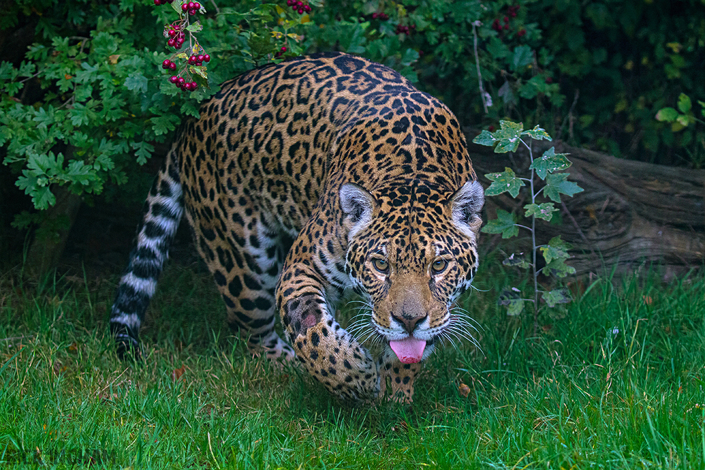 Jaguar