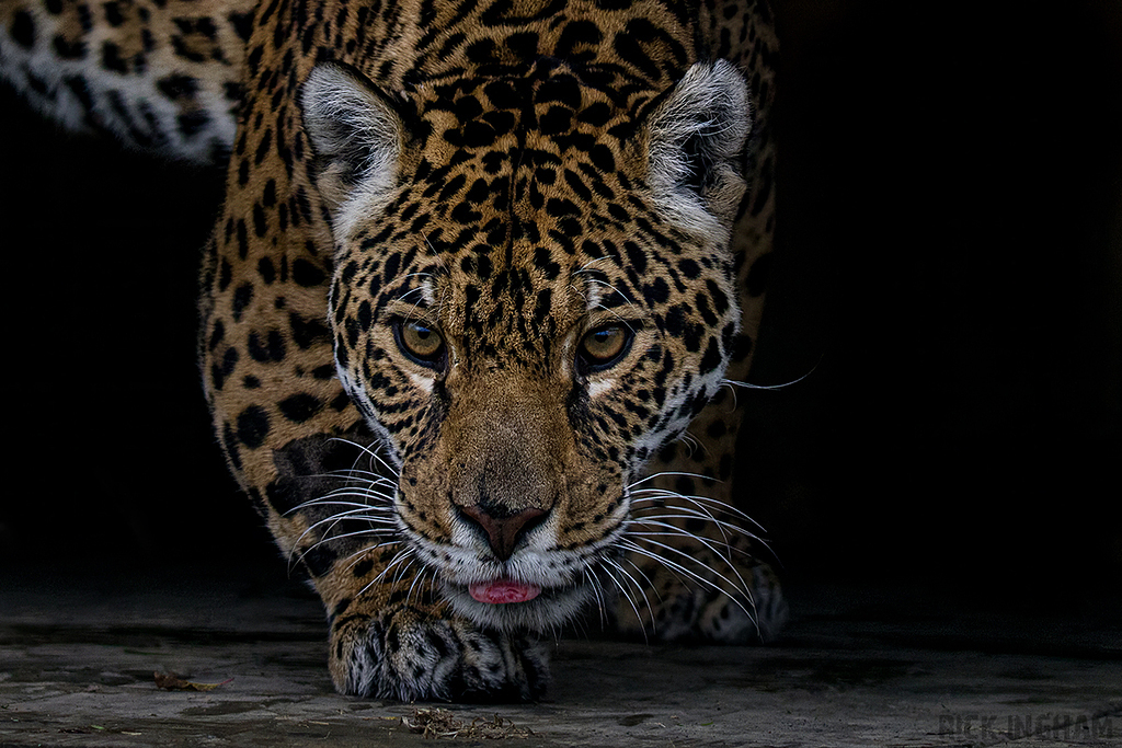 Jaguar