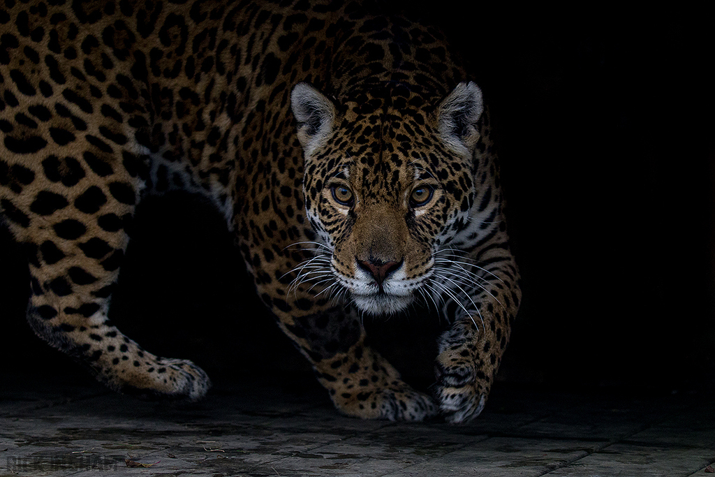 Jaguar