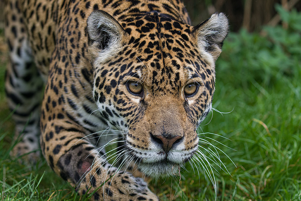 Jaguar
