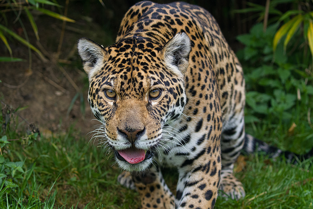 Jaguar