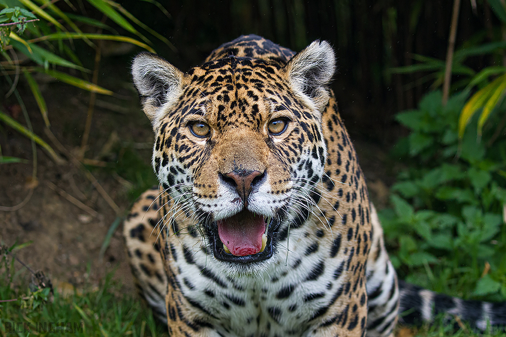 Jaguar