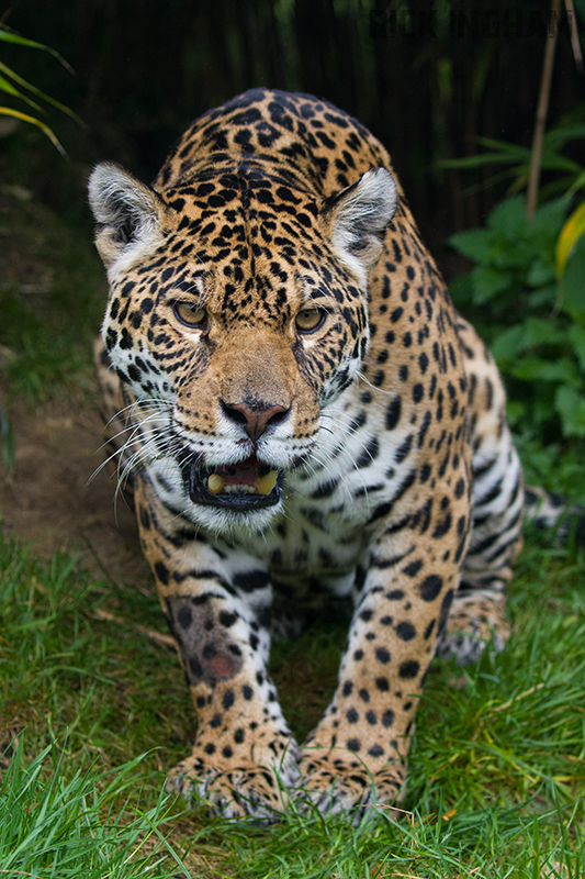 Jaguar