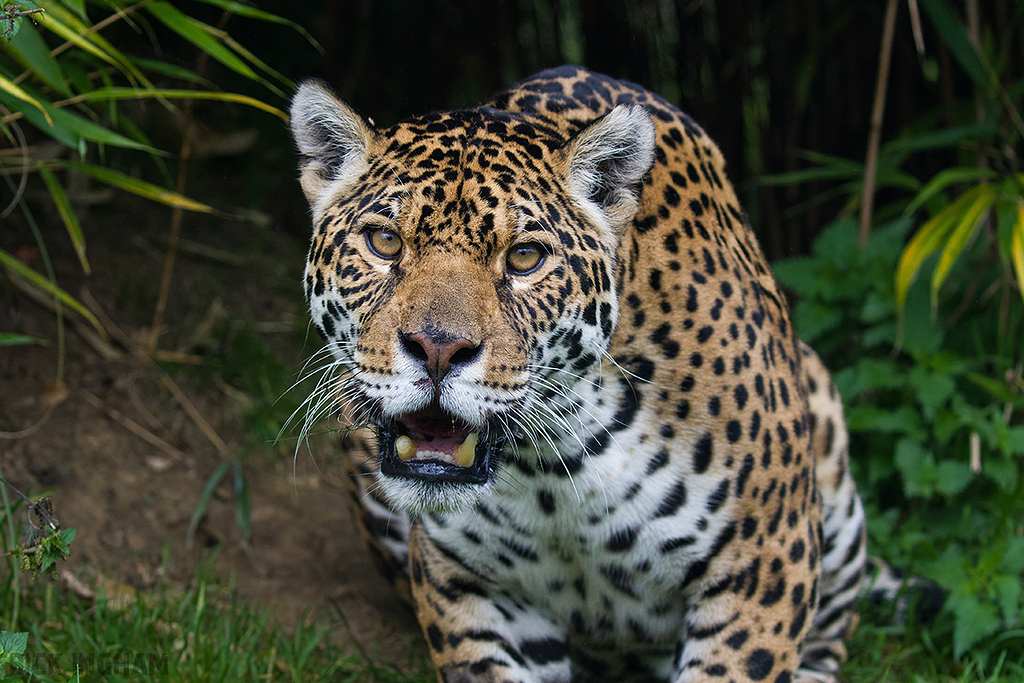 Jaguar