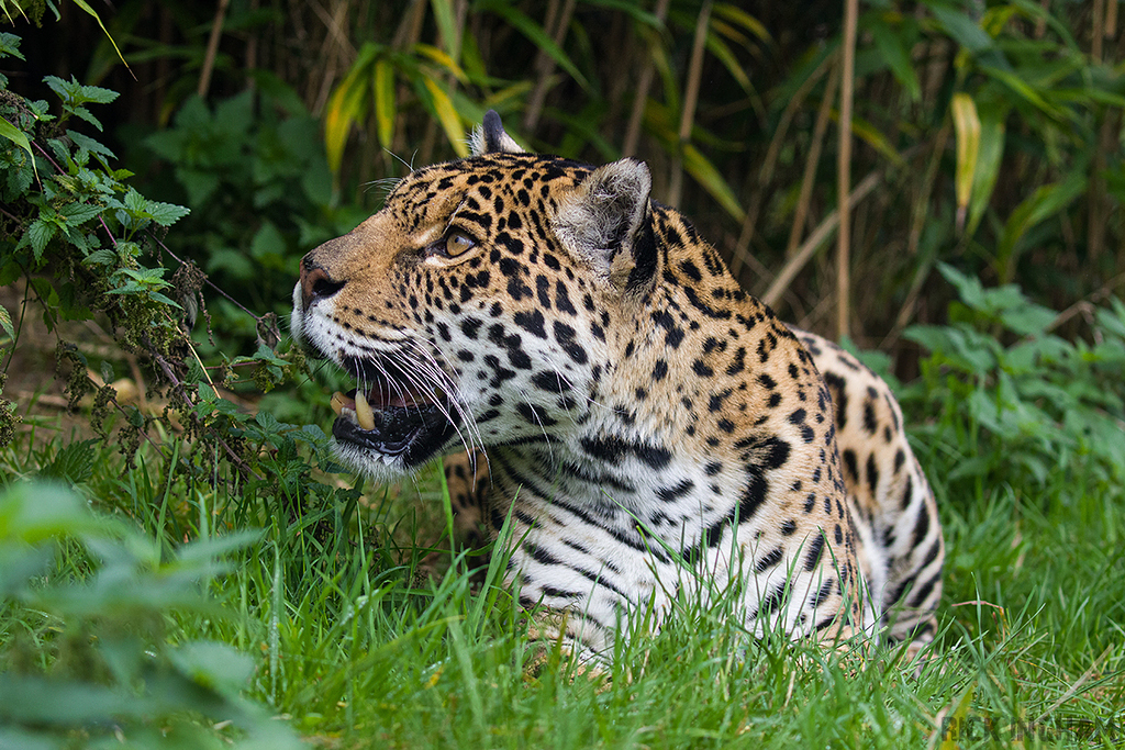 Jaguar