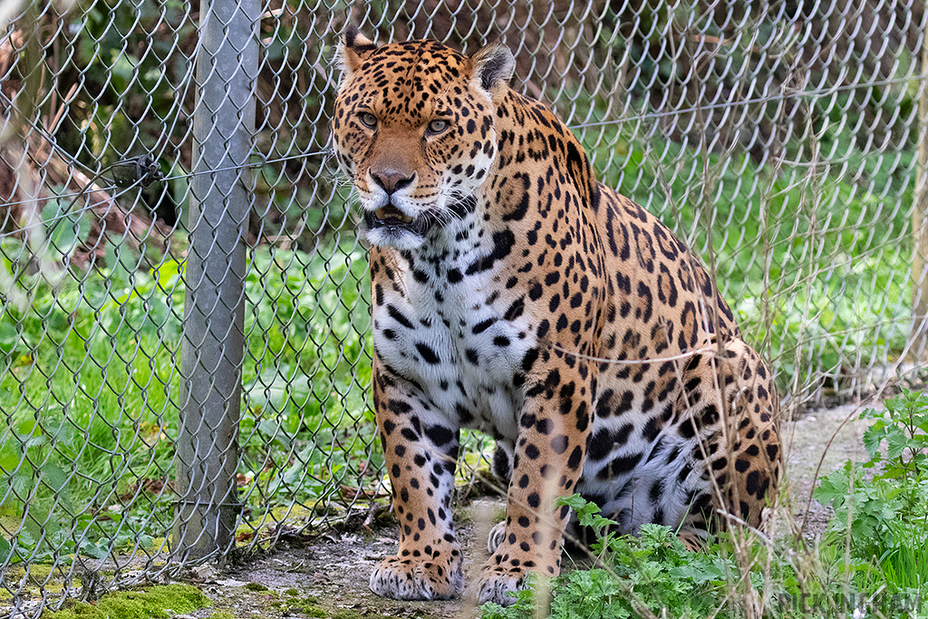 Jaguar
