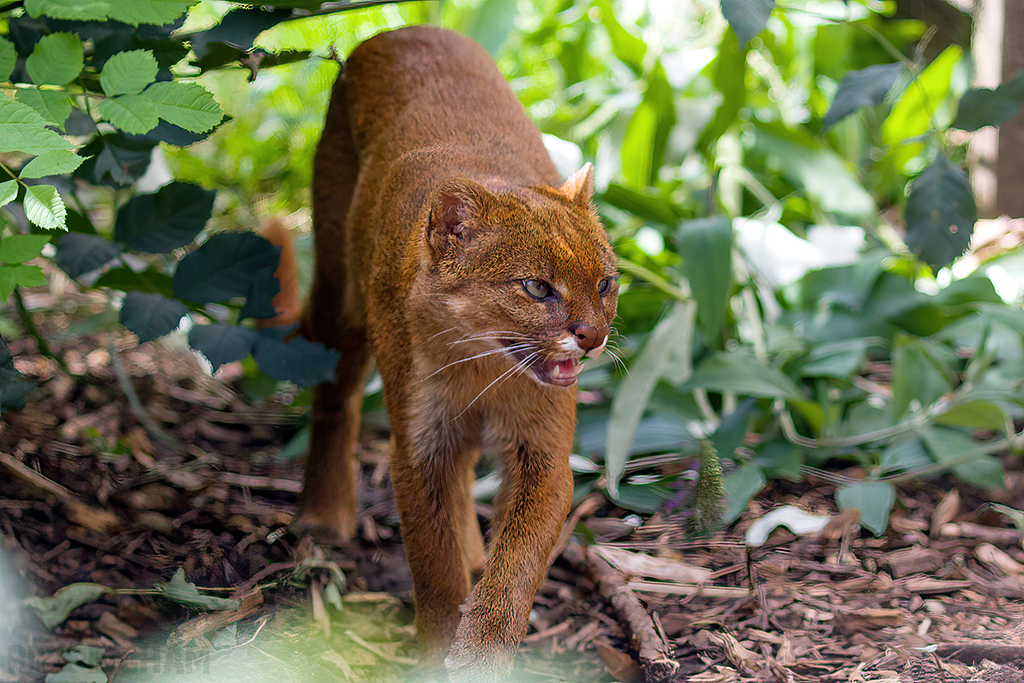 Jaguarundi