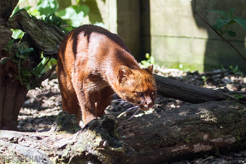 Jaguarundi