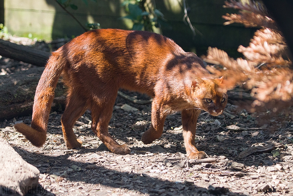 Jaguarundi