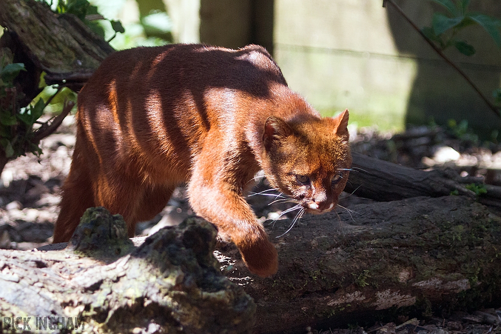 Jaguarundi