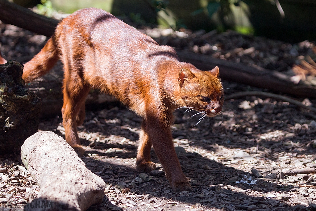 Jaguarundi