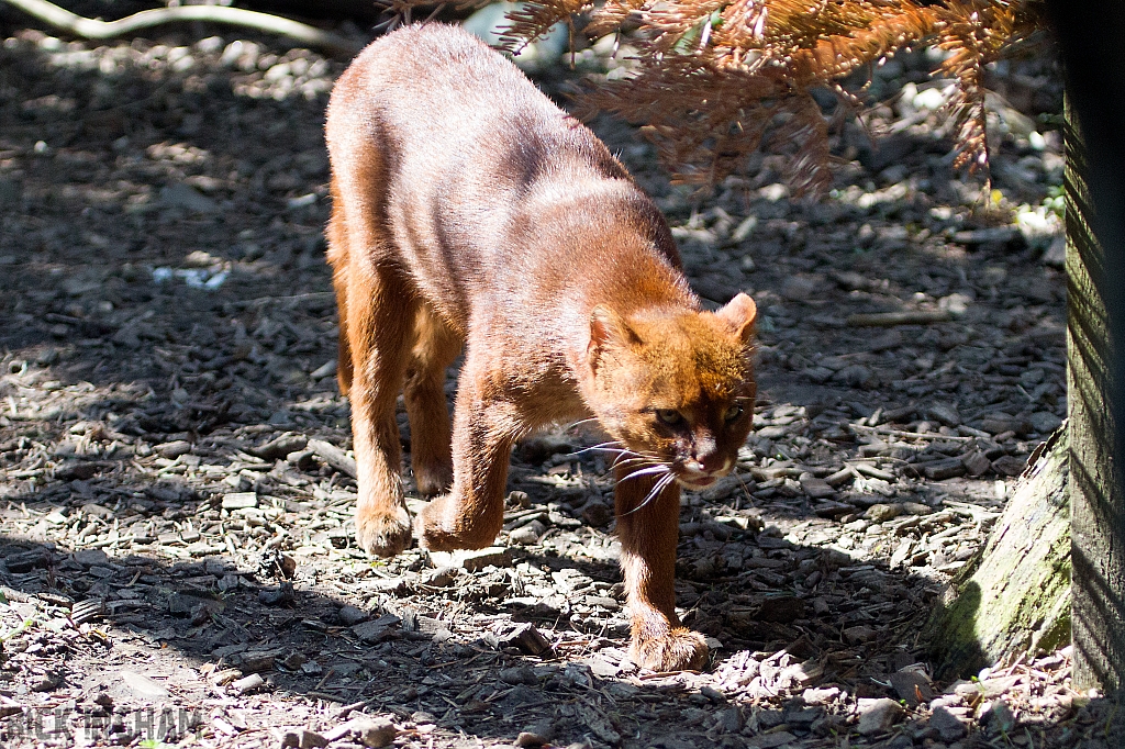 Jaguarundi