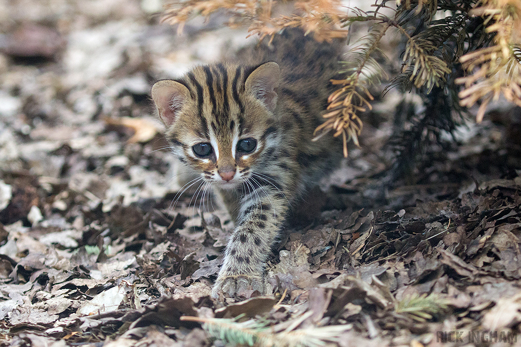 Leopard Cat