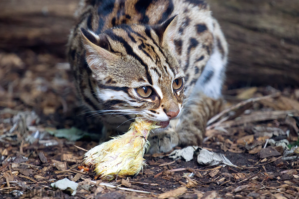 Leopard Cat