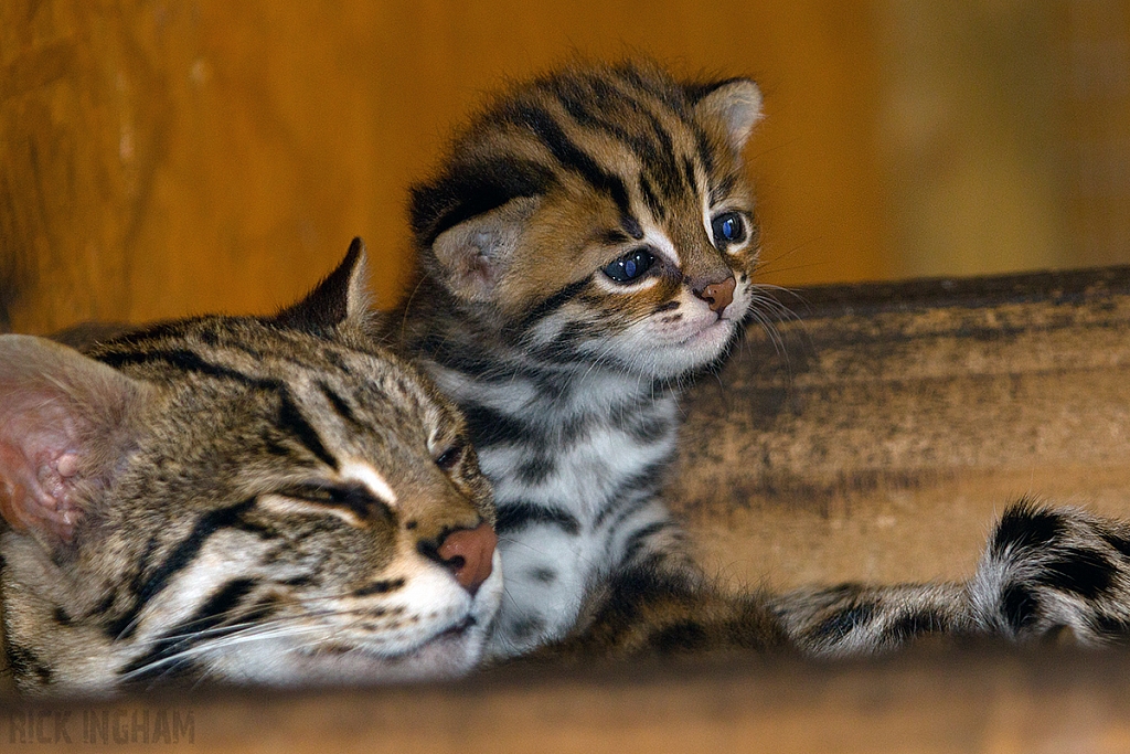 Leopard Cat