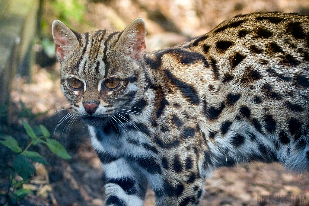 Leopard Cat