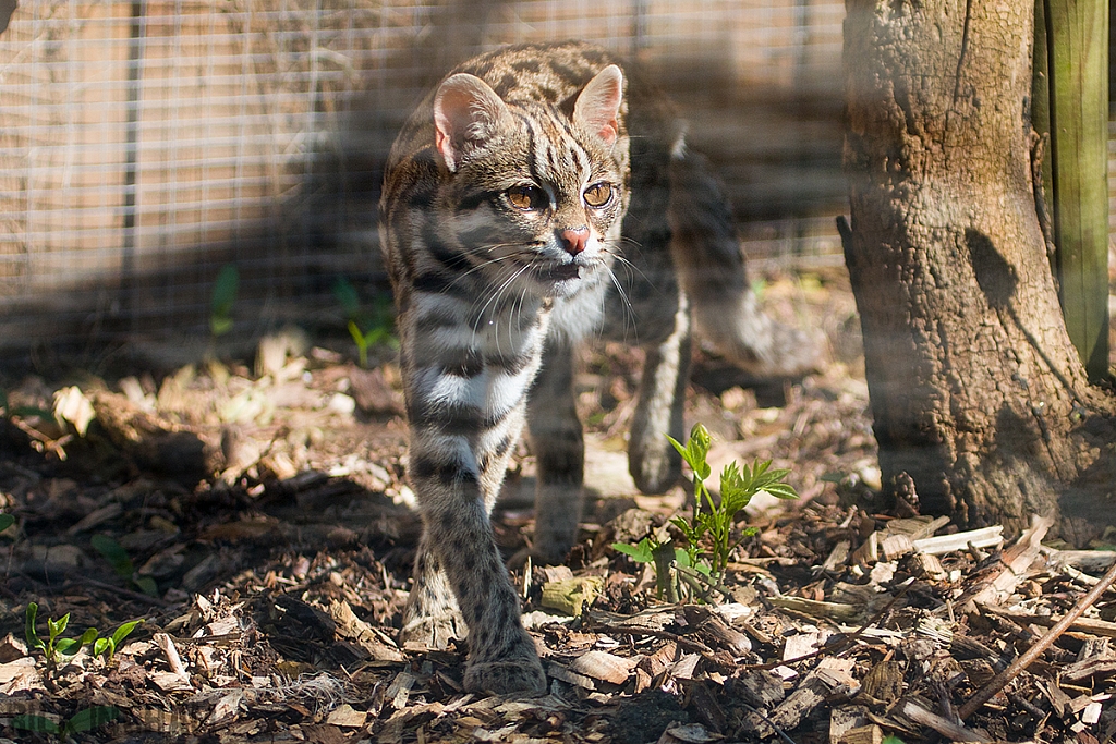 Leopard Cat