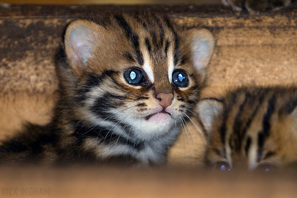 Leopard Cat