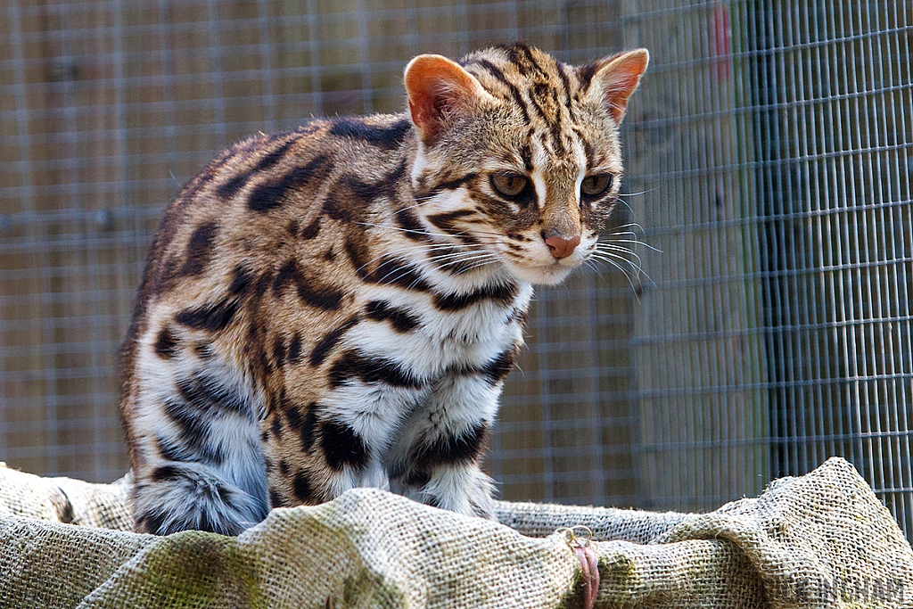 Leopard Cat