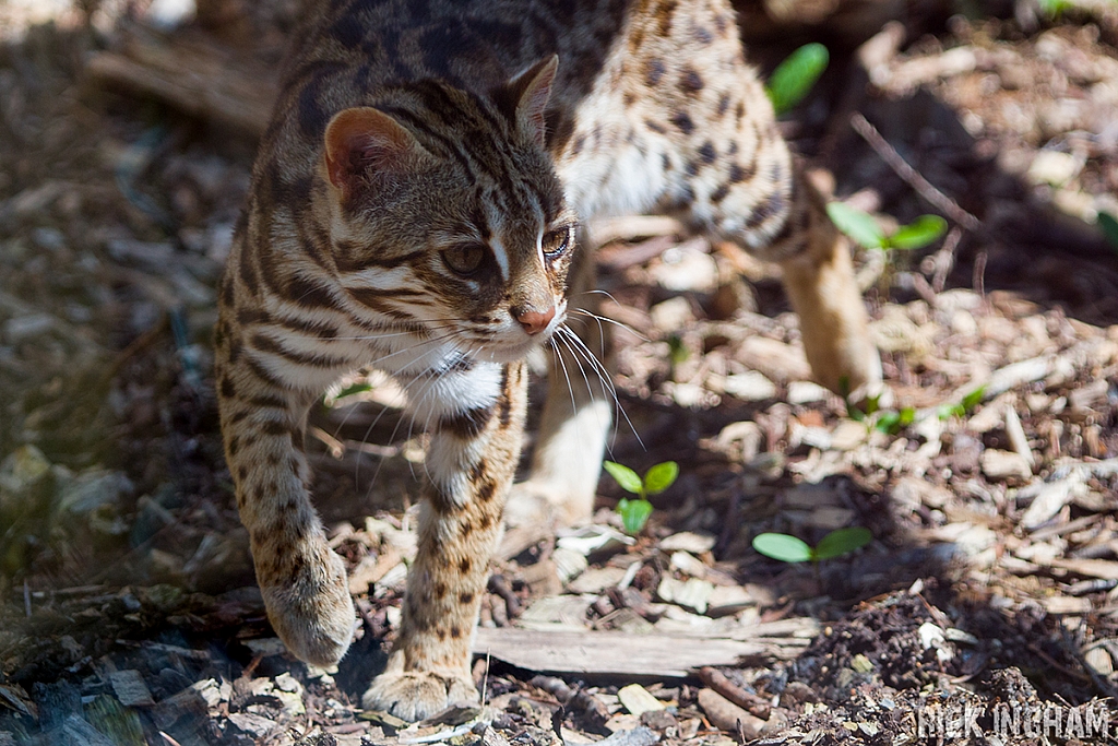 Leopard Cat