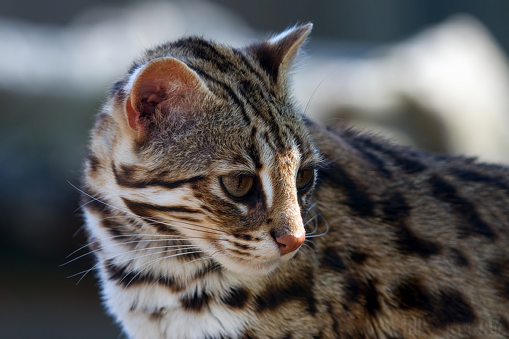 Leopard Cat