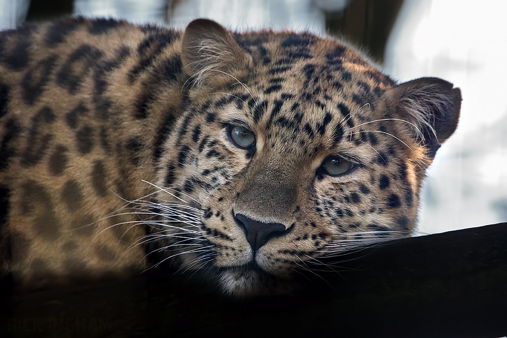 Amur Leopard