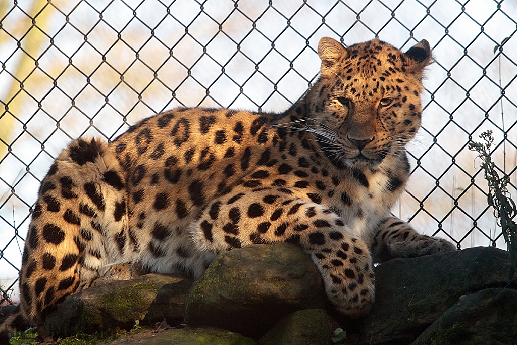 Amur Leopard