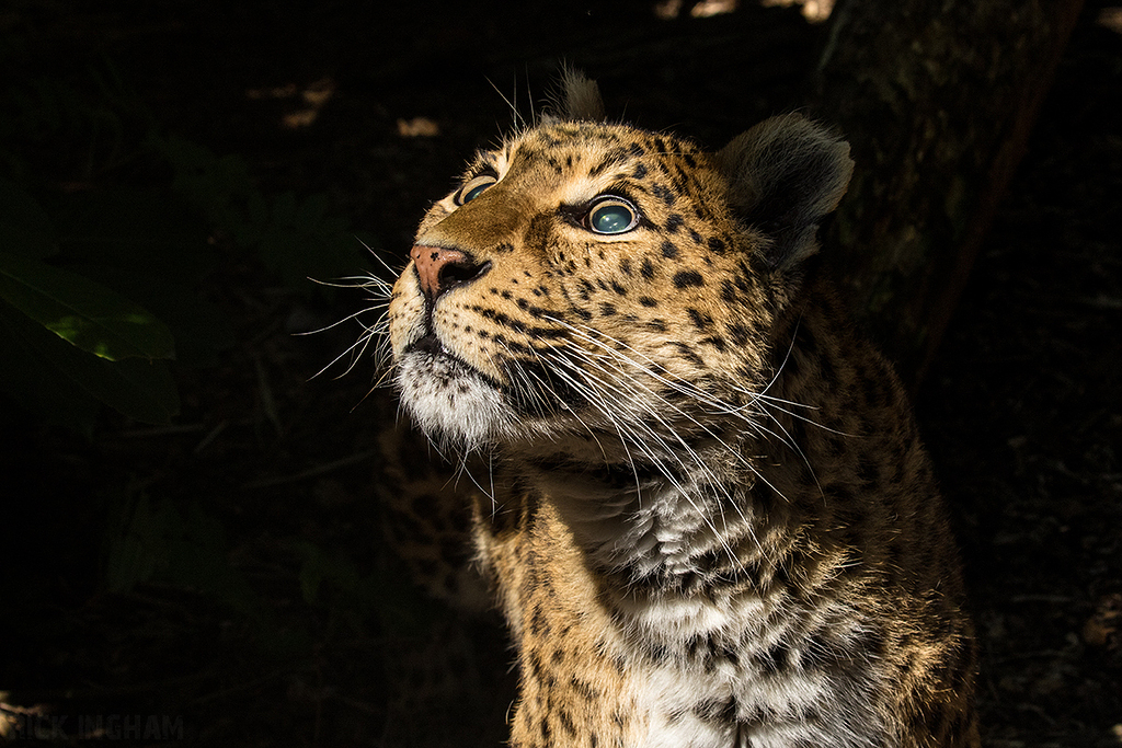 Northern Chinese leopard