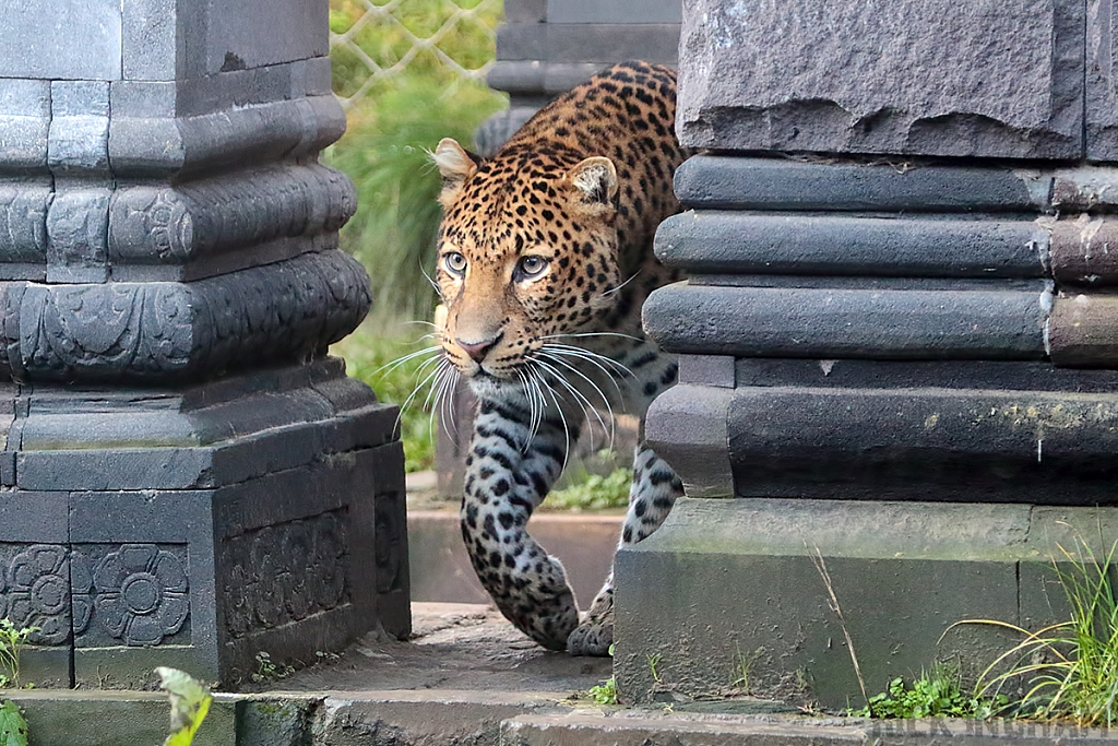 Javan Leopard